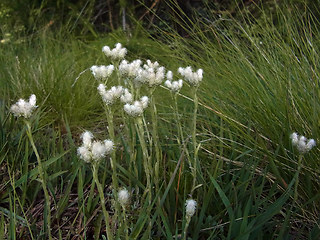 Antennaria dioica