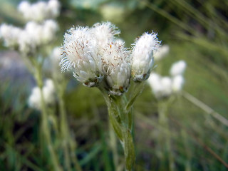 Antennaria dioica