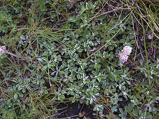 Antennaria dioica