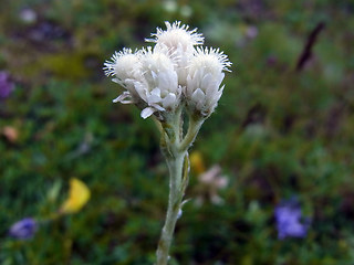 Antennaria dioica