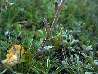 Antennaria dioica