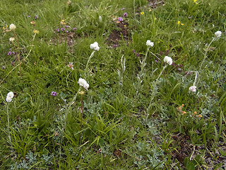 Antennaria dioica