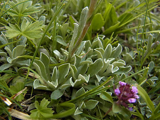 Antennaria dioica