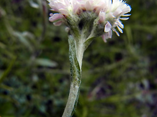 Antennaria dioica