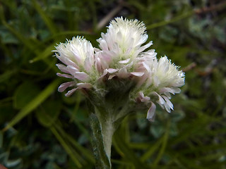 Antennaria dioica