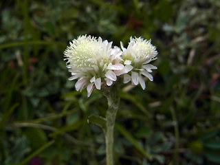 Antennaria dioica