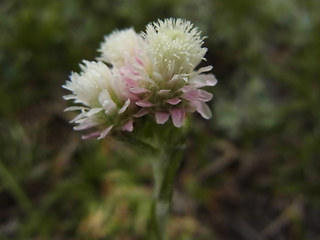 Antennaria dioica