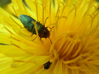 Anthaxia nitidula