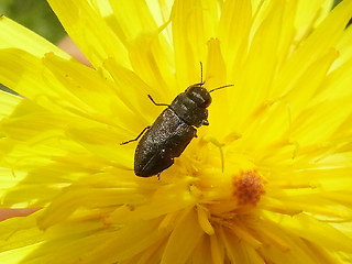 Anthaxia quadripunctata