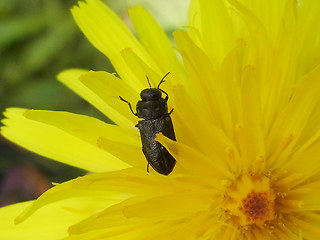 Anthaxia quadripunctata