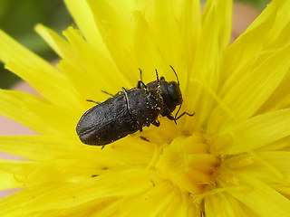 Anthaxia quadripunctata