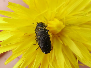 Anthaxia quadripunctata