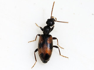 Anthicus antherinus
