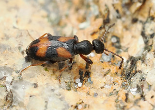 Anthicus antherinus