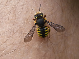 Anthidium manicatum