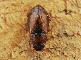 Anthobium atrocephalum