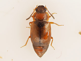 Anthobium atrocephalum