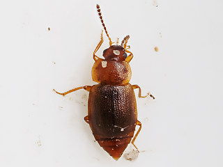 Anthobium unicolor