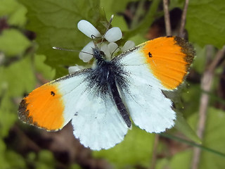 Anthocharis cardamines