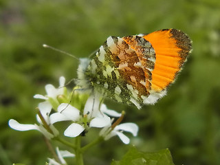 Anthocharis cardamines