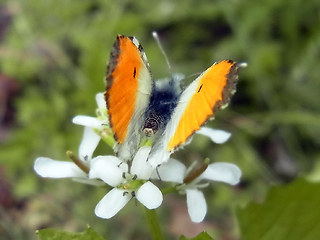 Anthocharis cardamines