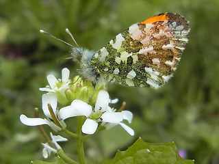 Anthocharis cardamines