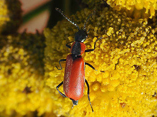 Anthocomus rufus