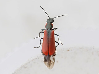 Anthocomus rufus