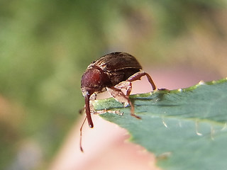 Anthonomus rectirostris