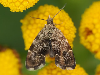 Anthophila fabriciana
