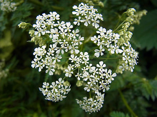 Anthriscus sylvestris