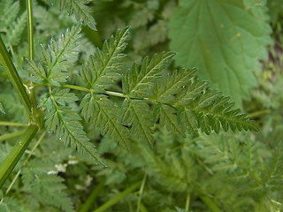 Anthriscus sylvestris