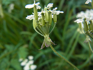 Anthriscus sylvestris