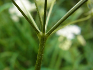 Anthriscus sylvestris