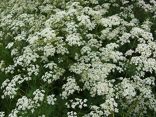 Anthriscus sylvestris