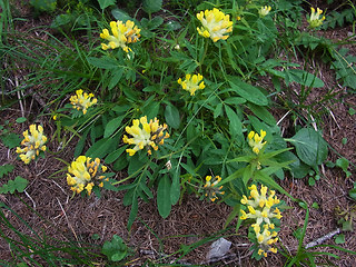 Anthyllis vulneraria