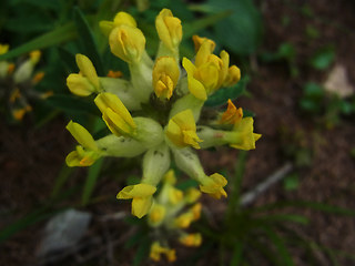 Anthyllis vulneraria