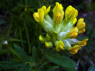 Anthyllis vulneraria