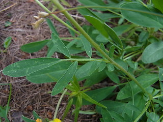 Anthyllis vulneraria