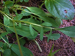 Anthyllis vulneraria