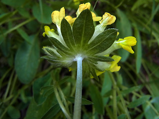 Anthyllis vulneraria