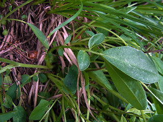 Anthyllis vulneraria