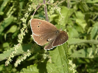 Aphantopus hyperantus