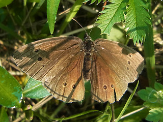 Aphantopus hyperantus