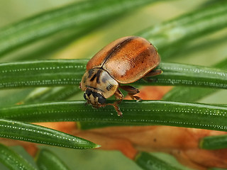 Aphidecta obliterata