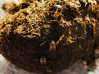 Aphodius distinctus