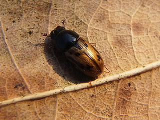 Aphodius distinctus