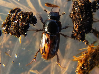 Aphodius distinctus