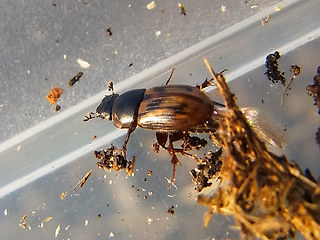 Aphodius distinctus