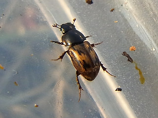 Aphodius distinctus